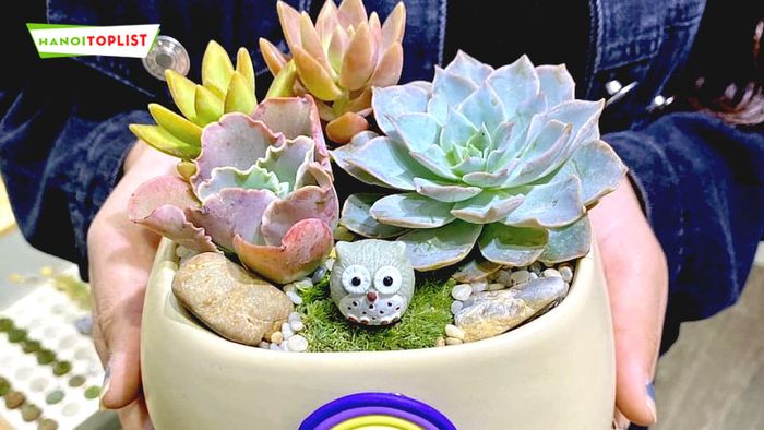 lo-mo-garden-Tripi