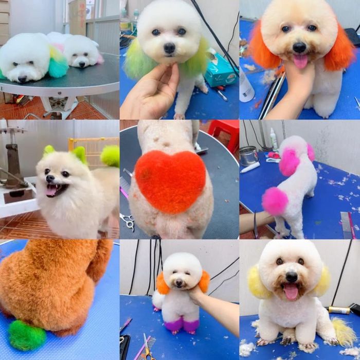 Hình ảnh đội ngũ bác sĩ tận tâm tại Sunny Pet