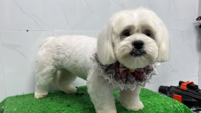 Hình ảnh Phòng Khám Thú Y iLike Pets