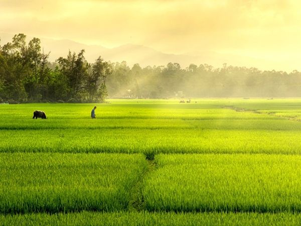 Dàn ý bài văn tả cảnh buổi sáng trên cánh đồng (Hình ảnh minh họa 1)