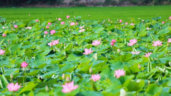 Dàn ý mô tả cảnh đầm sen vào mùa hoa nở (Hình ảnh minh họa 1)