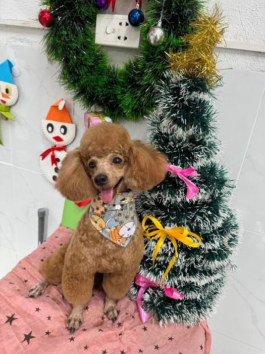 Hình ảnh không gian Phòng Khám Thú Y iLike Pets