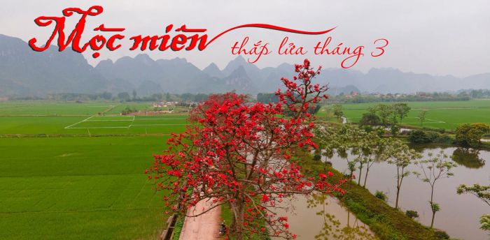 Hoa mộc miên rực rỡ - Nguồn: Internet