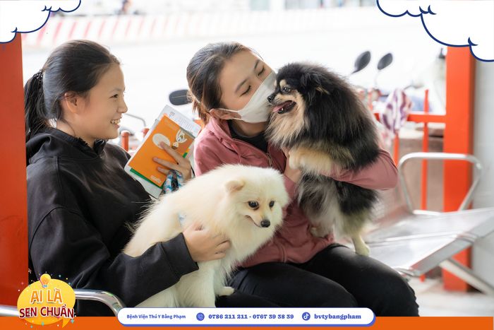 Hình ảnh đội ngũ bác sĩ chuyên nghiệp tại Bệnh Viện Thú Y Bằng Phạm