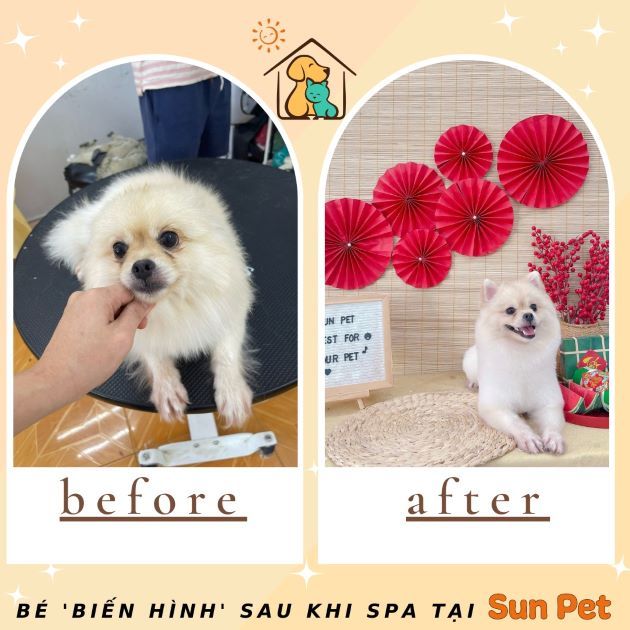 Sun Pet - Nơi gửi trọn niềm tin