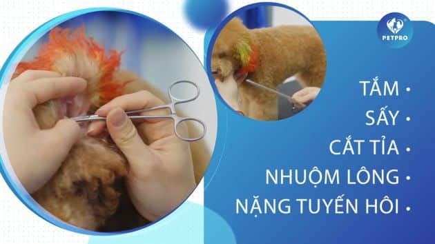 Bệnh viện Thú Y PETPRO - Nơi gửi trọn niềm tin