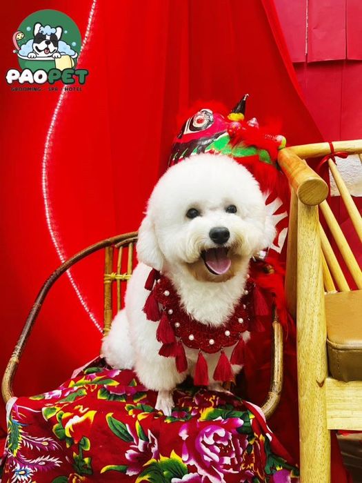PAO PET - Nơi gửi gắm yêu thương