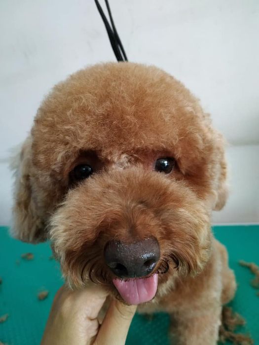Ảnh 3 về Phòng Khám Thú Y AUDI PET - Bình Dương