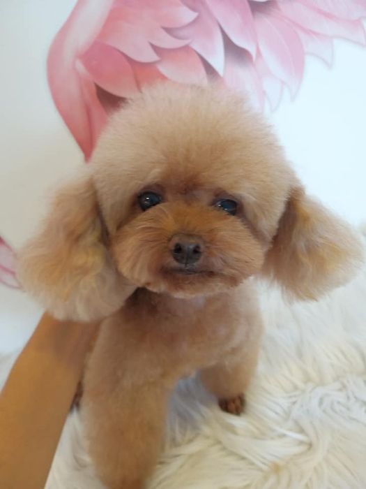 Ảnh 1 về Pet Thủ Dầu Một
