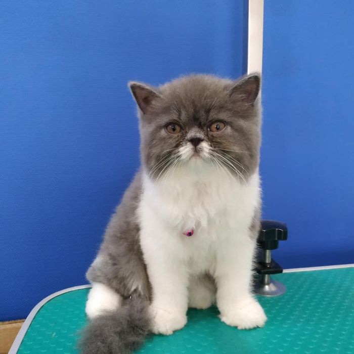 Ảnh 2 về Phòng Khám Thú Y AUDI PET - Bình Dương