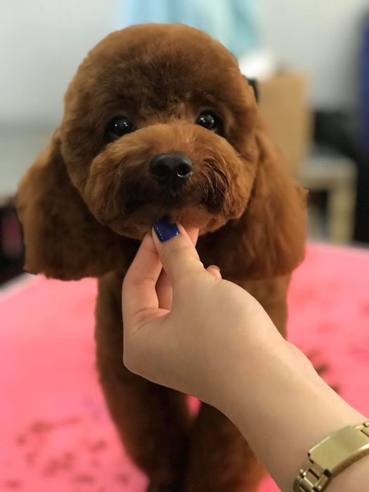 Ảnh 2 về Phòng Khám Thú Y Pet World - Bình Dương
