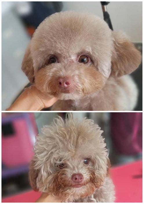 Ảnh 2 về Pet Thủ Dầu Một