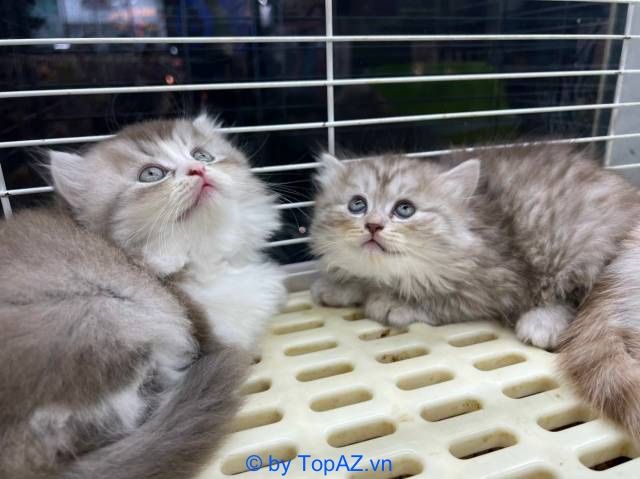 Địa chỉ tin cậy cho những ai tìm mua mèo cảnh tại TP.HCM