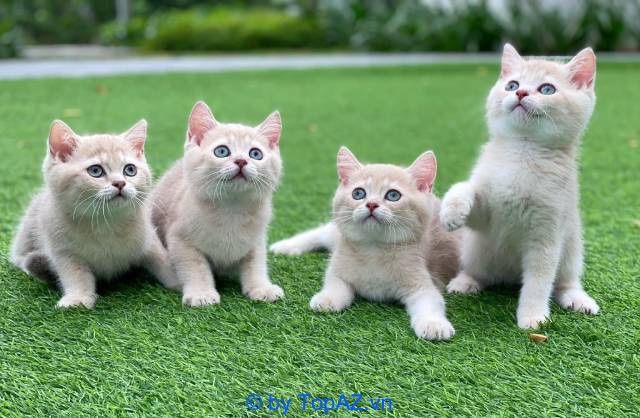 Thiên đường mèo cảnh thuần chủng giá tốt - Chất lượng đảm bảo