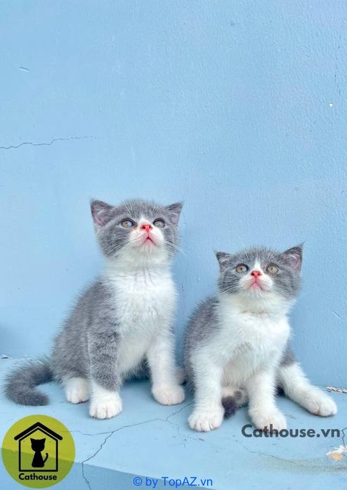 Điểm đến tin cậy cho những ai tìm kiếm mèo cảnh ngoại nhập chất lượng cao tại TP.HCM