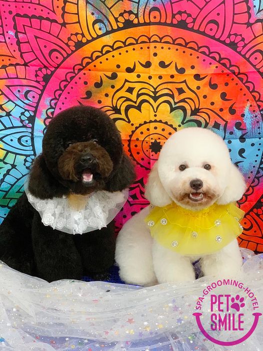 Ảnh 1 về PET SMILE BÌNH DƯƠNG