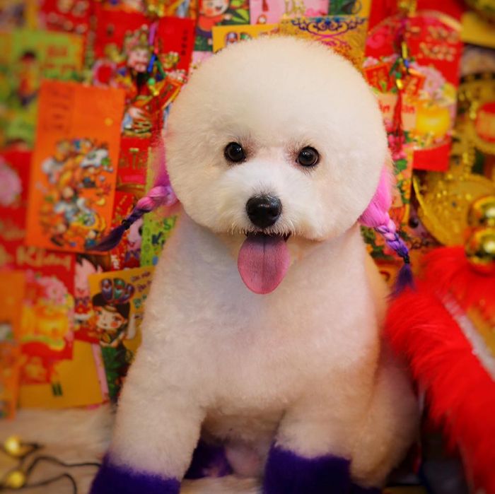 Ảnh 3 về BossCare Bình Dương
