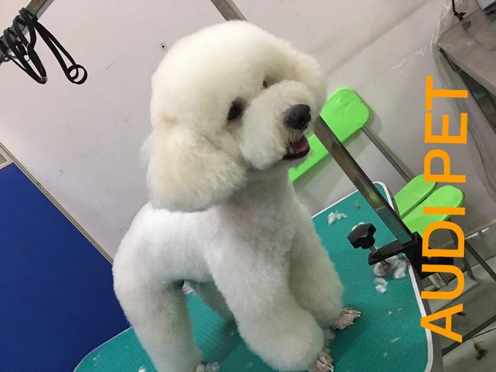 Ảnh về Phòng Khám Thú Y AUDI PET - Bình Dương