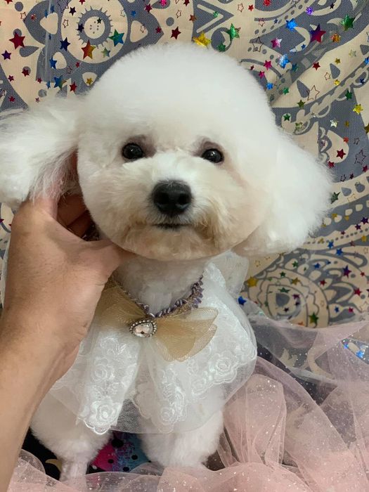 Ảnh 2 về PET SMILE BÌNH DƯƠNG