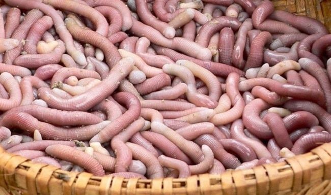 Hành trình ẩm thực: Khám phá Top 10 đặc sản Hạ Long quyến rũ - Sá sùng tươi và khô, món quà từ lòng biển