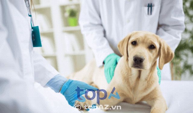 Phòng khám Thú Y Thắng Phương - Nơi gửi trọn niềm tin sức khỏe thú cưng