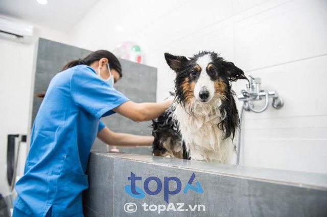 Phòng Khám Thú Y Thái Hà - Địa chỉ vàng chăm sóc thú cưng tại Thái Bình