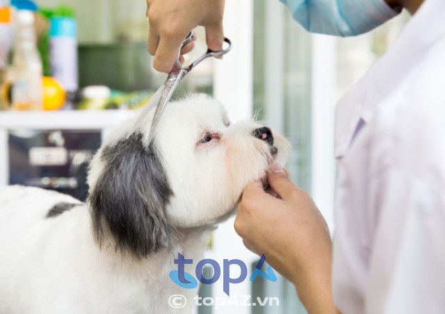 Phòng khám thú y - Spa MiMi Pet Shop - Không gian chăm sóc đẳng cấp dành cho thú cưng