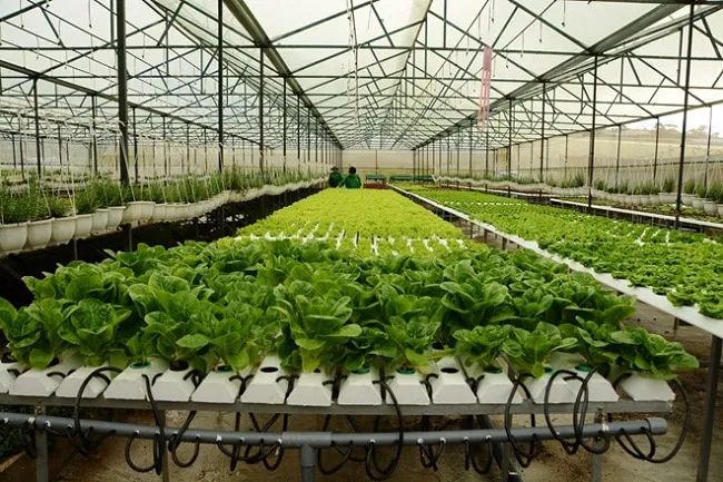 Cherry Garden vinh dự nằm trong top 10 địa chỉ cung cấp đất trồng rau sạch đáng tin cậy nhất tại TP.HCM