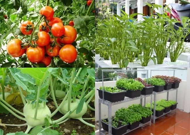 Vuonrausachtainha.com.vn tự hào nằm trong Top 10 địa chỉ cung cấp đất trồng rau sạch chất lượng nhất TP.HCM
