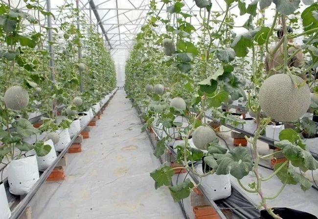 Nông Nghiệp Phố tự hào nằm trong top 10 đơn vị cung cấp đất trồng rau sạch chất lượng nhất tại TP.HCM