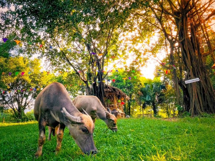 Không gian xanh mát tại Detrang Farm