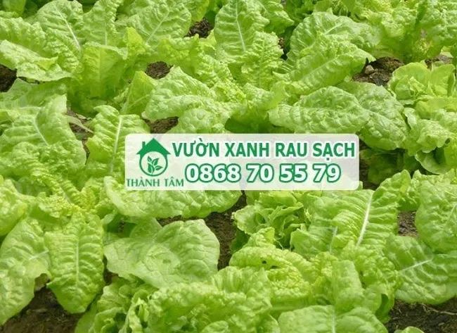 Thành Tâm vinh dự nằm trong Top 10 địa chỉ cung cấp đất trồng rau sạch chất lượng nhất TP.HCM