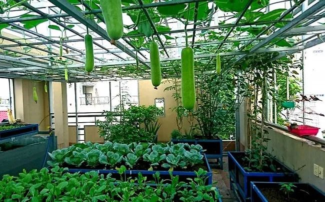 1989 JSC vinh dự nằm trong Top 10 địa chỉ cung cấp đất trồng rau sạch chất lượng nhất TP.HCM