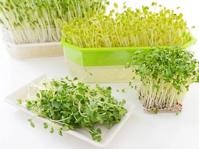Minh Châu tự hào nằm trong top 10 địa chỉ cung cấp đất trồng rau sạch chất lượng nhất TP.HCM