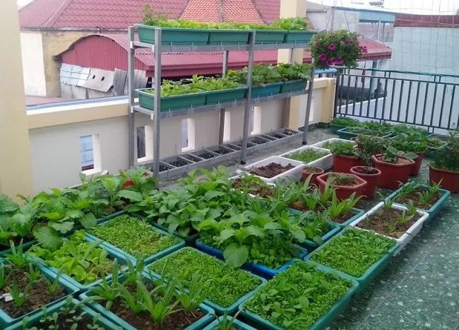 Sài Gòn Hoa tự hào thuộc top 10 đơn vị cung cấp đất trồng rau sạch đáng tin cậy nhất TP.HCM