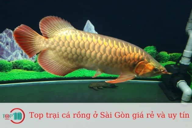 Trại cá Châu Tống