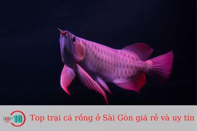 Thiên Đuờng Cá Cảnh