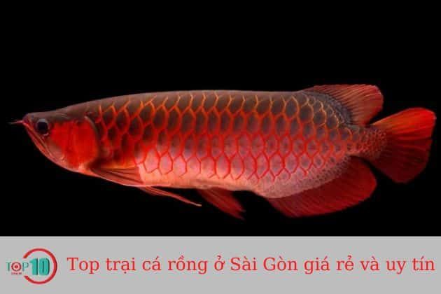 Hồ cá ông Giàu
