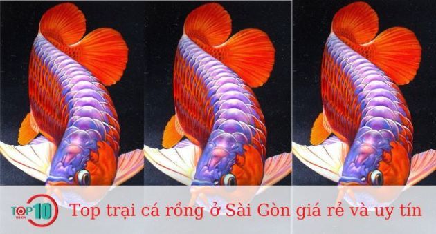 Danh sách các trại cá rồng giá rẻ và uy tín tại Sài Gòn