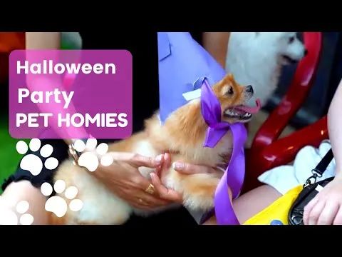 Những khoảnh khắc đáng yêu của các bé tại Pet Homies | Kỷ niệm đáng nhớ trong Halloween Party