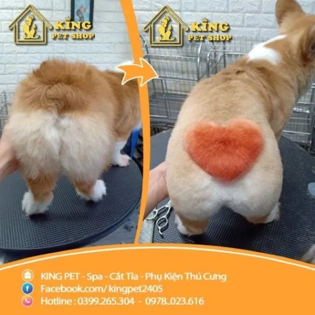 Địa chỉ spa thú cưng chất lượng cao tại Thủ Đức