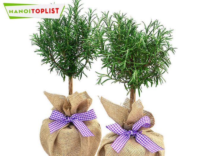 rosemary-ha-noi-mua-cay-huong-thao-ha-noi-gia-re-Tripi