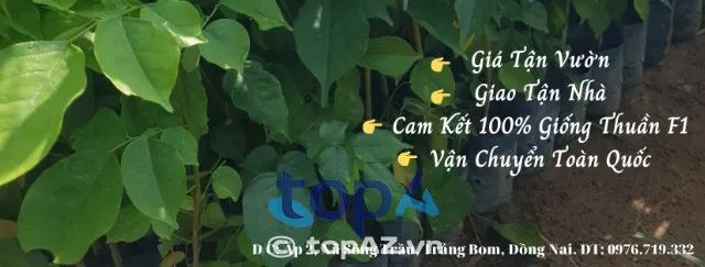 Cây Giống Phong Hùng