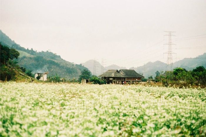 Tuyển tập kinh nghiệm du lịch Mộc Châu 2025 đầy đủ nhất cho chuyến đi trọn vẹn
