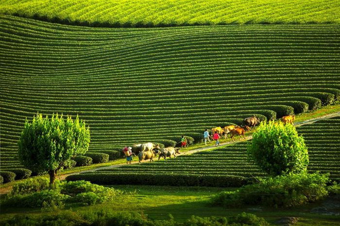 Bộ hướng dẫn du lịch Mộc Châu 2025 đầy đủ cho chuyến đi đáng nhớ