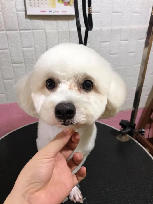 Phòng Khám Thú Y LUCKY PET - Hình ảnh 1