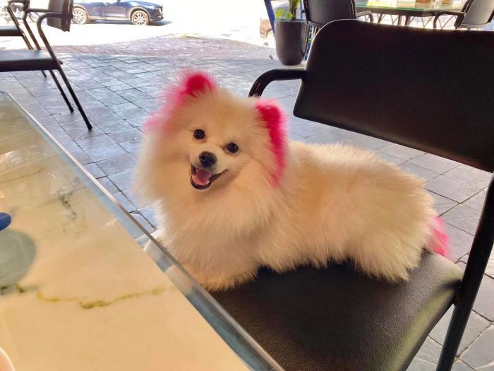 Phòng Khám Thú Y Lovely Pet - Hình ảnh 1