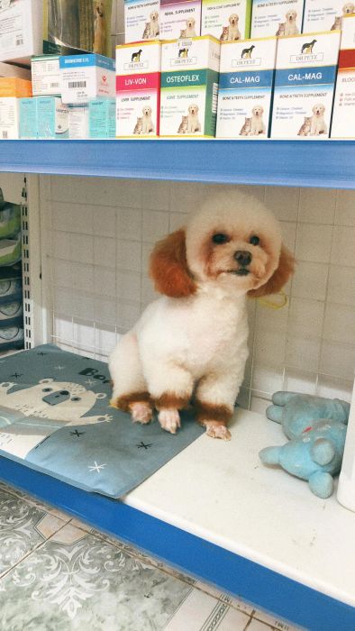Phòng Khám Thú Y Pet Home - Hình ảnh 1