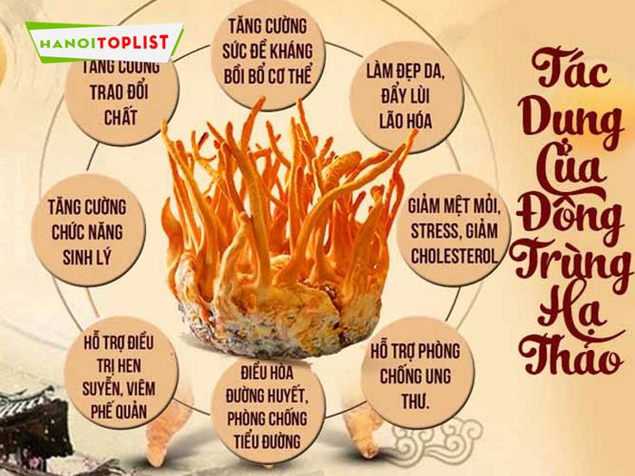 ky-dieu-cong-dung-dong-trung-ha-thao-Mytour