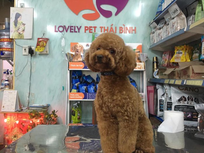 Phòng Khám Thú Y Lovely Pet - Hình ảnh 2